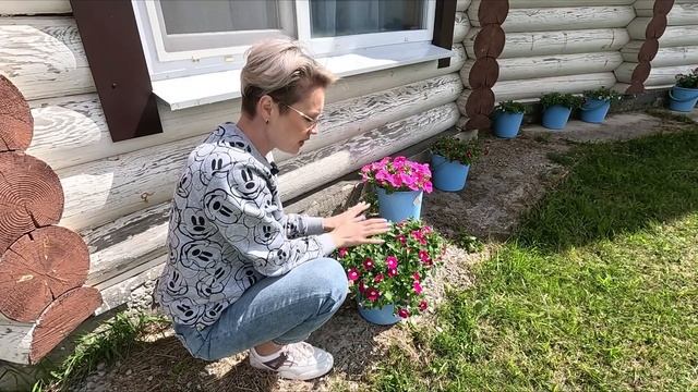 ЧЕМ СЕЙЧАС ПОДКОРМИТЬ ПЕТУНИЮ ДЛЯ ПЫШНОГО РОСТА