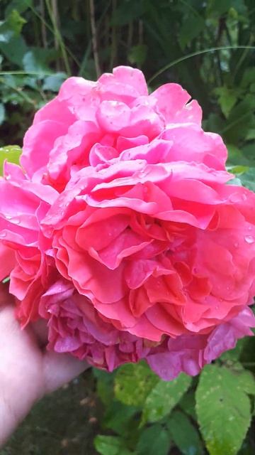 СОХРАНИМ ПАМЯТЬ! СОВХОЗ ПОБЕДА г. Клин!!! ЧТО за сорт?! С? смотреть онлайн