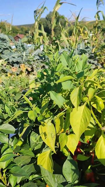 Перец Апельсин смотреть онлайн