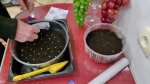 Медовый раствор для посадки семян перца сладкого и се?