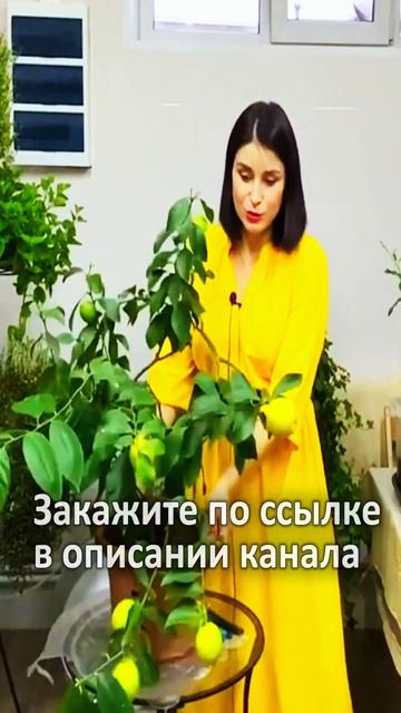 Получение хорошего урожая Павловских лимонов на подо? смотреть онлайн