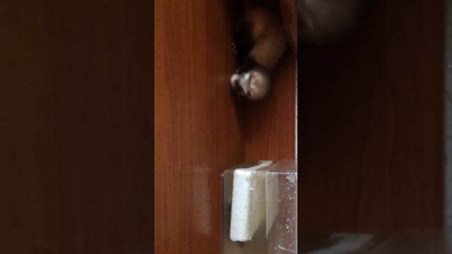 Хорёк играется с черепахой 10 причин завести хорька , хорьки , смешные хорьки . смотреть онлайн