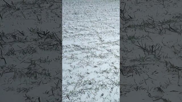 Оз. Ячмень печальная картина((( No-Till. 9.01.24г. смотреть онлайн