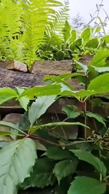 красивая дачная жизнь #ландшафтныйдизайн #цветы #твор? смотреть онлайн