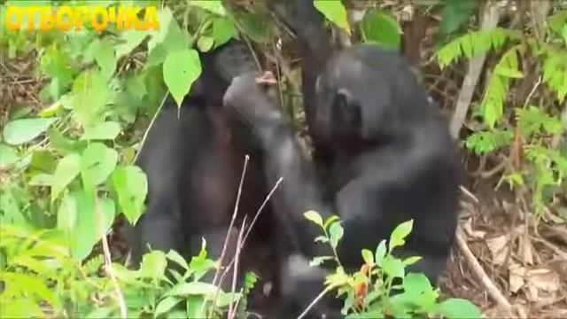 Самые смешные приколы 2016 4 смотреть онлайн