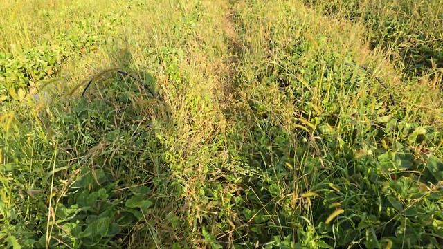 Рассада лучших сортов клубники Мальвина Роксана Азия смотреть онлайн