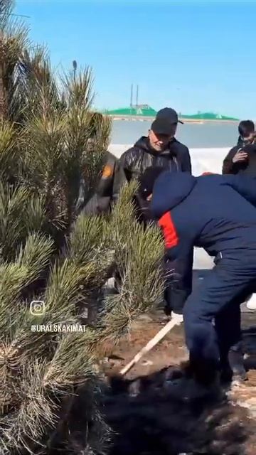 В Уральске жители посадили деревья смотреть онлайн