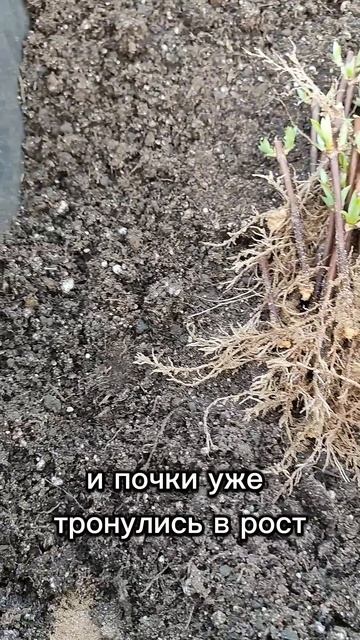 Пересадка укоренëнных черенков гортензии