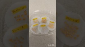 ЗАМАЧИВАНИЕ СЕМЯН ОСТРОГО И СЛАДКОГО ПЕРЦА