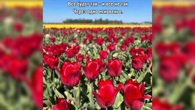 "День Тюльпана" и Калининградский симфонический оркестр в тюльпановых полях КАЛИНКОВО 3 мая 2025 смотреть онлайн
