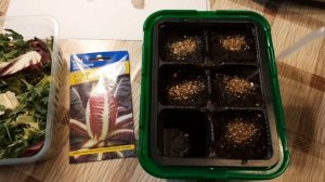 Капуста. Салат Айсберг и Радиччио. Посев на рассаду