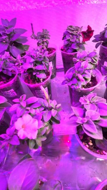 Моя любовь 💘 💘 💘 #gardenplants #садоводство #plants #сад #раст? смотреть онлайн