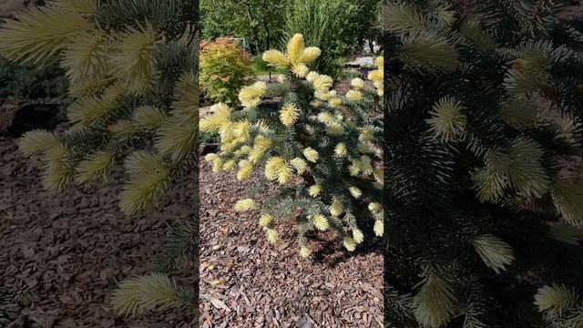 Ель колючая Белобока в саду. Питомник растений Место П смотреть онлайн