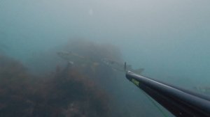 Подводная охота на лобана