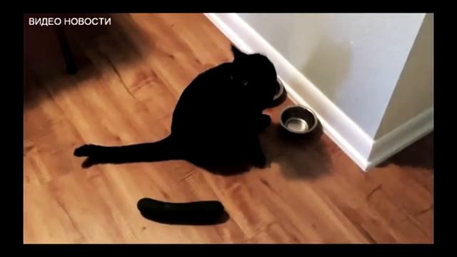 НОВЫЕ ПРИКОЛЫ 2019 ЯНВАРЬ | САМЫЕ СМЕШНЫЕ ПРИКОЛЫ 2019 №1 смотреть онлайн