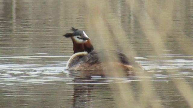 Большая поганка, или чомга (лат. Podiceps Cristatus)