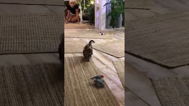 Как то мне писали что Йорки и 