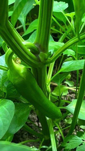 Быстрое проращивание семян из магазинного перца. #рам? смотреть онлайн