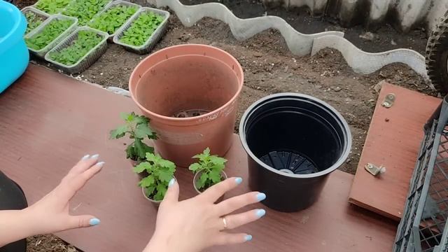 Хризантема мультифлора. Где выращивать? Какой объём к? смотреть онлайн