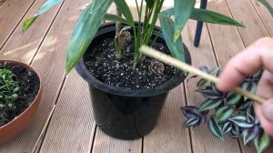 Полив растений в горшках без дренажных отверстий. Буд?