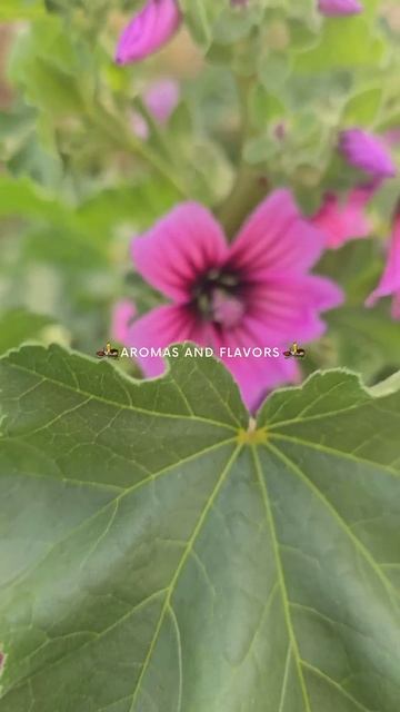 Интересные растения. Мальва, лаватера, штокроза смотреть онлайн