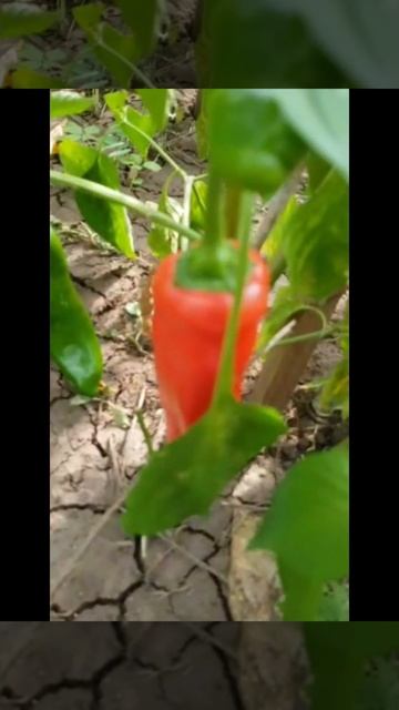 Что растёт у нас в огороде #огород #огородныедела #еда смотреть онлайн