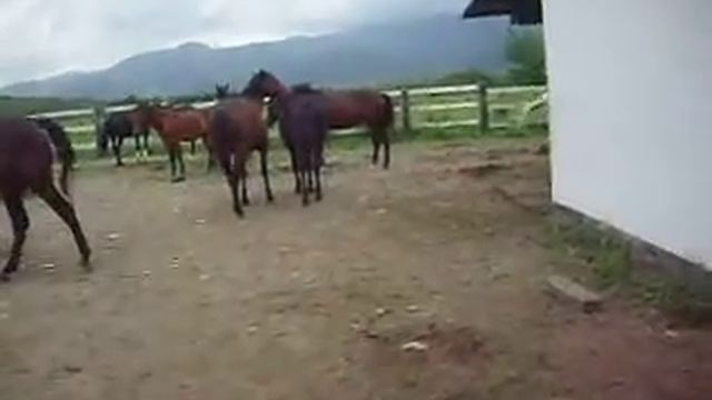 Кавказские лошадки смотреть онлайн