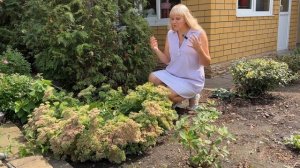 Очиток видный - осеннее украшение сада. Посадка, уход, ?