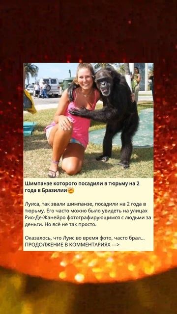 Шимпанзе которого посадили в тюрьму на 2 года в Бразил? смотреть онлайн