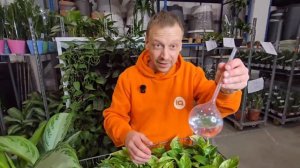 Какой выбрать АВТОПОЛИВ ДЛЯ КОМНАТНЫХ РАСТЕНИЙ?