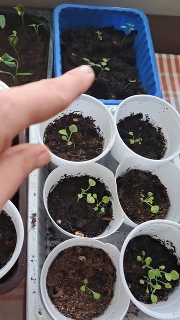 Цветёт огурец. Пикирую цветы. #влог #деревня #дача #расс смотреть онлайн