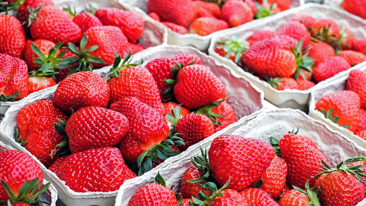 Первая клубника Кубани 2025 смотреть онлайн