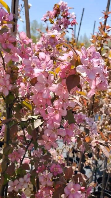 🌸Яблоня декоративная «Недзвецкого» | Оптовый питомн? смотреть онлайн