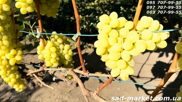 Кишмиш Рататуй - 2024, советы, дополнительный обзор