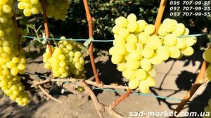 Кишмиш Рататуй - 2024, советы, дополнительный обзор