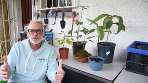 Контейнерное садоводство. Как вырастить дерево в горш