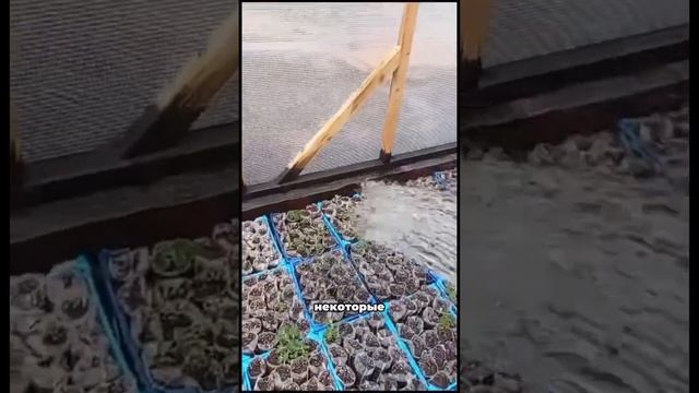 Сегодня день полива, новых Павлуш становится всё боль смотреть онлайн