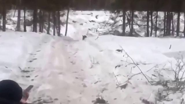 ЖЕСТЬ! ПРИКОЛ! Промахнулся в кабана на охоте! смотреть онлайн