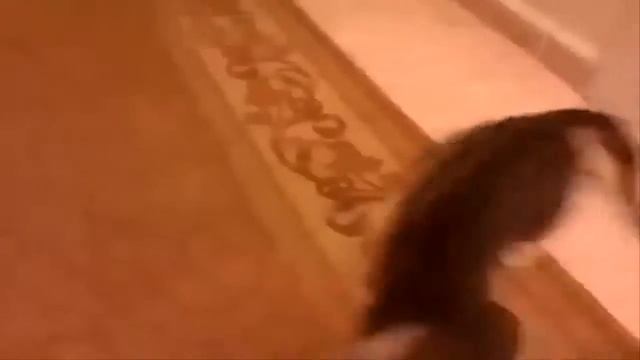 ПРИКОЛЬНЫЕ СИТУАЦИИ смотреть онлайн