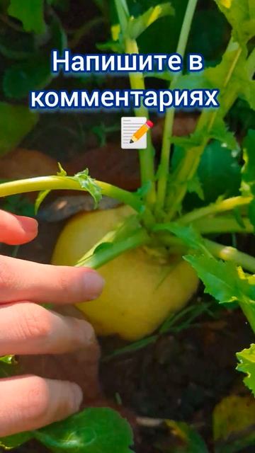 Итоги моего выращивания РЕПЫ!! #дача #сад #огород #4k #shorts смотреть онлайн