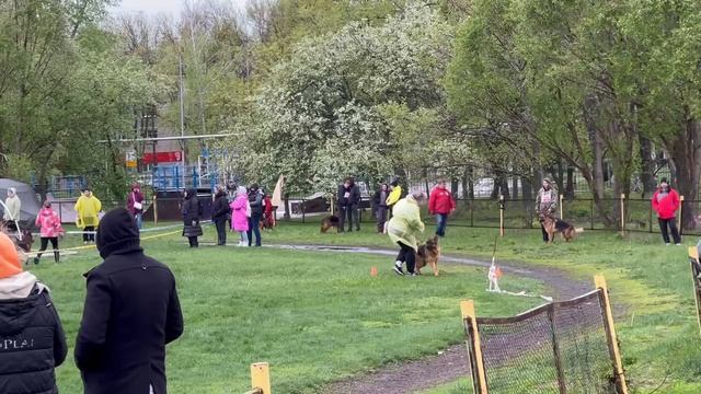 2 Отл. СС Рабцун Сибериан'с БЭЛЛА +++ №50 / КЧК САМАРА 27 апреля`25 И.Герлеман Моно нем.овчарок