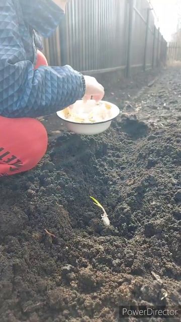 Чеснок. Посадка в грунт смотреть онлайн