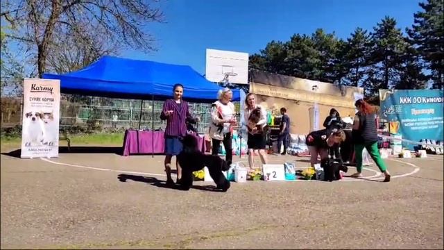 Анкор Дрим Нирвана BOB, BISJ-1, BIS-1.Моно ПУДЕЛЬ  07.04.24 г. Краснодар // Выставка пуделей