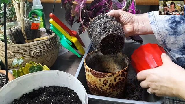 Колеус швидко розрісся,потребує пересадки. Чому розмо смотреть онлайн