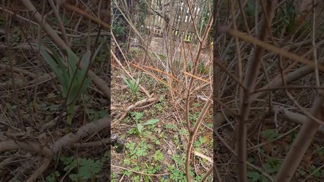 СКУМПИЯ кожевенная Пурпурная! Посадка! Уход! Размноже? смотреть онлайн