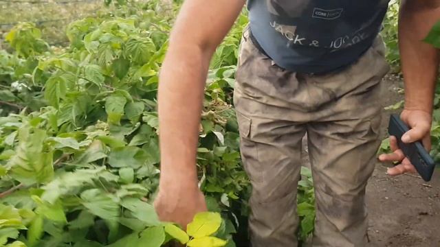 Рем сорт малины Полонез два месяца плодоношения смотреть онлайн
