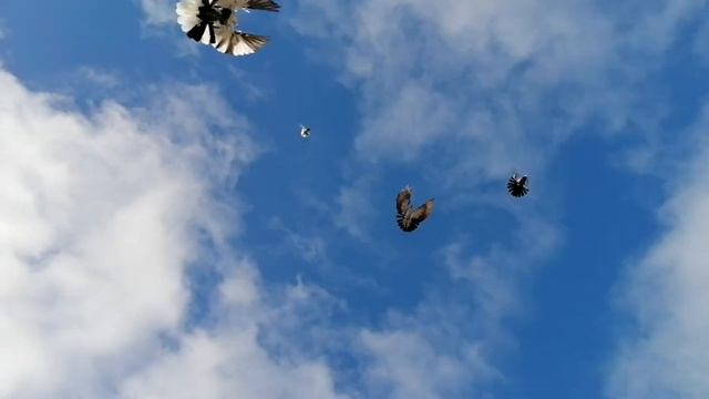 Пока так, наперелёте. смотреть онлайн