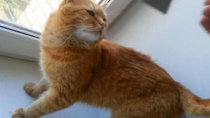 Любимая щётка