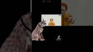 Подборка  WildCraft  Тик ток.