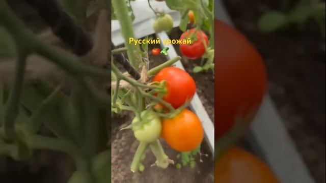 Русский урожай, помидоры перец огурцы👉все приятели м смотреть онлайн